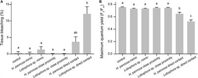 Contact- and Water-Mediated Effects of Macroalgae on the Physiology and Microbiome of Three Indo-Pacific Coral Species